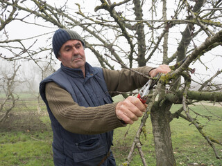 Gardener pruning fruit trees with pruning shears.