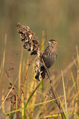 Red-Winged Blackbird Female Perched Ready to Eat Seeds