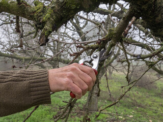 Gardener pruning fruit trees with pruning shears.