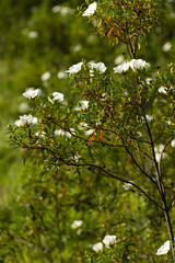 Cistus ladanifer plant. Algarve Portugal.