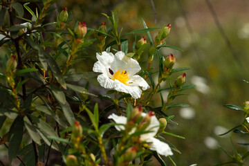 Cistus ladanifer plant. Algarve Portugal.