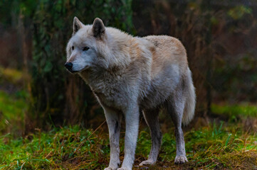 gray wolf in the woods