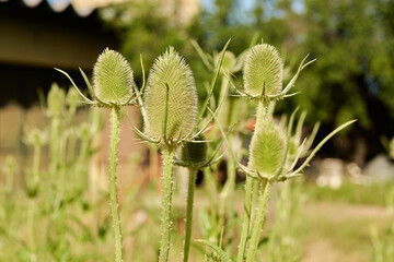 thistle plant about to bloom