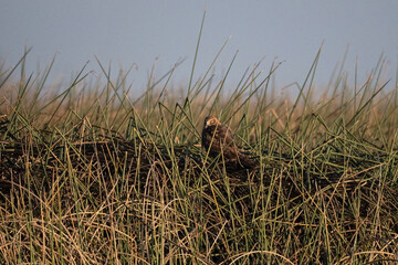 Harrier Female Perched Blending in Among the Reeds