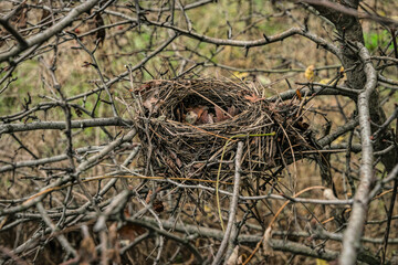 Abandoned bird's nest in the autumn forest	