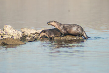 River Otters