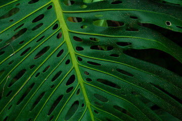 Fototapeta na wymiar high detail tropical plants with cool tones 