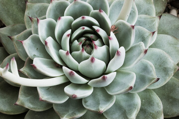 A single succulent echeveria from light green thick leaves and red tips, top view. Large echeveria rosette plant for poster, branding, calendar, multicolor card, banner, cover, post, header