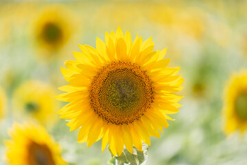 Obraz premium Close-up shot of a yellow flower (sunflower).