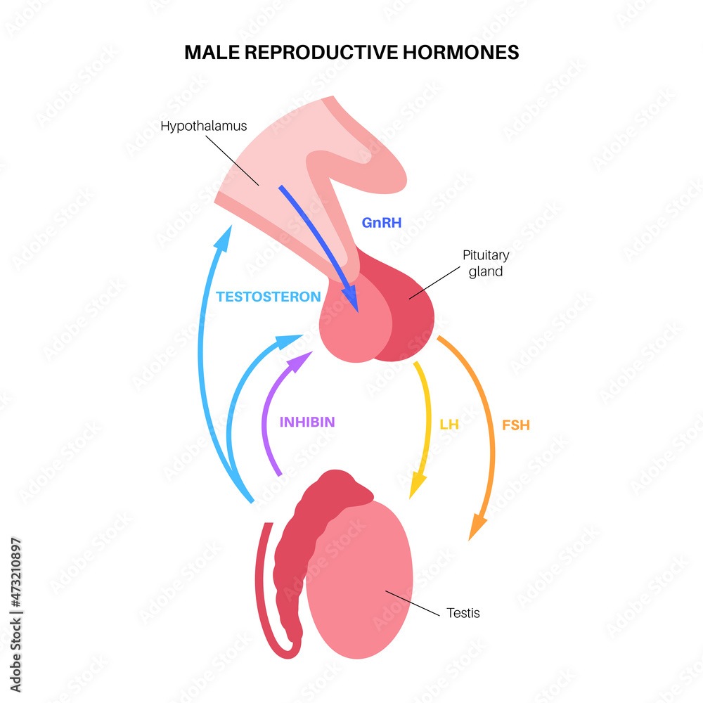 Canvas Prints Male reproductive hormones