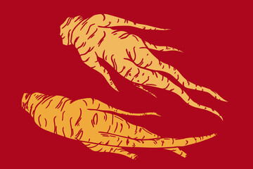 Red korean dried ginseng illustration. Vector illustration