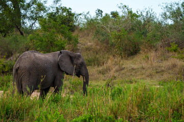 Fototapeta na wymiar African bush elephant or African savanna elephant (Loxodonta africana). Mpumalanga. South Africa.