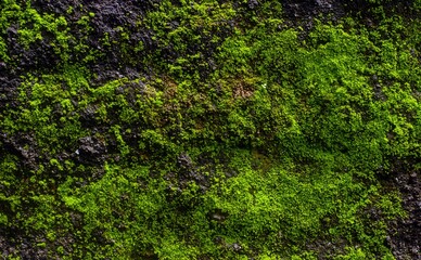 Green moss on the stone for natural background
