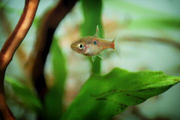 Dwarf rasbora Freshwater fish in the nature aquarium, is often as often referred as Boraras maculatus. Animal aquascaping photography with a focus gradient and soft background.