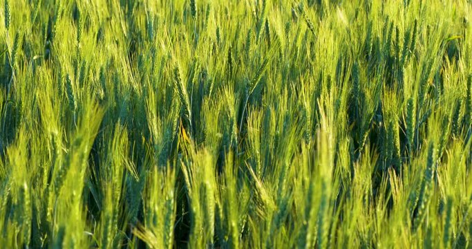 Foreground dew drops on the long green grass, UHD, 4K