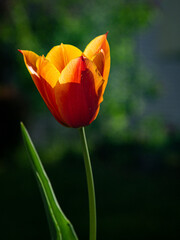 Orange Tulip flower with green background