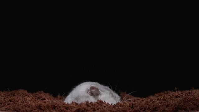 the head of a Scottish Fold cat appears and disappears from the ground