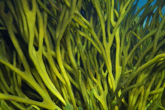 Velvet horn seaweed, green alga Codium tomentosum close up, underwater in the ocean, Eastern Atlantic, Spain, Galicia