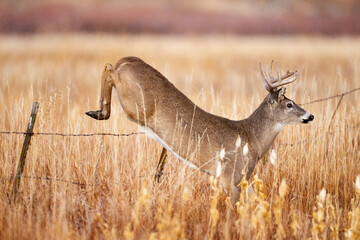 Buck Jumps Fence