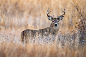 Buck in Grass