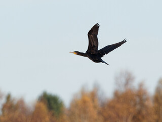 A Cormorant (Phalacrocorax carbo) in flight at the RSPB Dearne Valley Old Moor, a nature reserve in Barnsley, South Yorkshire.