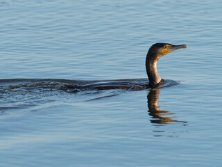 A Cormorant (Phalacrocorax carbo) fishing at the RSPB Dearne Valley Old Moor, a nature reserve in Barnsley, South Yorkshire.