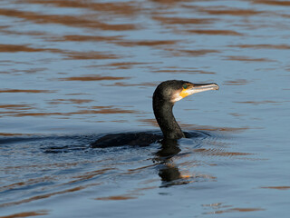 A Cormorant (Phalacrocorax carbo) fishing at the RSPB Dearne Valley Old Moor, a nature reserve in Barnsley, South Yorkshire.