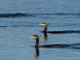 A pair of Cormorants (Phalacrocorax carbo) swimming in tandem at the RSPB Dearne Valley Old Moor, a nature reserve in Barnsley, South Yorkshire.