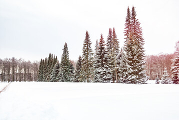 Tall Christmas trees in a winter snow-covered park in snowdrifts. Pink sunrise in winter. Copy space.