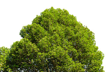 Trees and leaves taken from a low angle to the top of the  . tree  isolated on a white background.