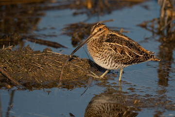 Wilson's Snipe Standing in the Water Facing Left One Foot Forward
