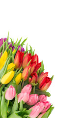 Fresh tulip flowers bouquet white background Spring blooms water drops
