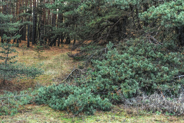 Fototapeta premium Dark old mysterious pine forest