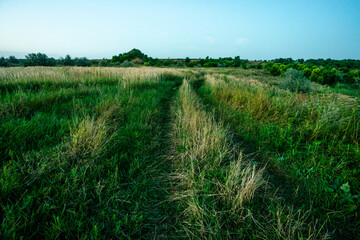 Obraz premium field on morning forest in the night . Night landscape. Nightsky and clouds . Stars in the sky . 