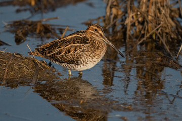 Wilson's Snipe Standing in the Water Facing Right