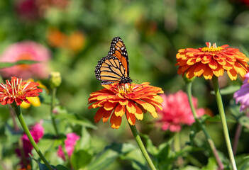 Beautiful butterfly resting on a blooming flower