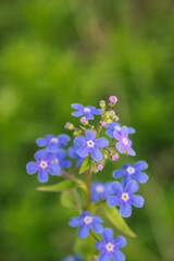 Obraz premium Spring blue forget-me-nots flowers. Blue flowers Forget-me-not. Latin name Myosotis sylvatica.