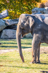 Indian elephant in the zoo