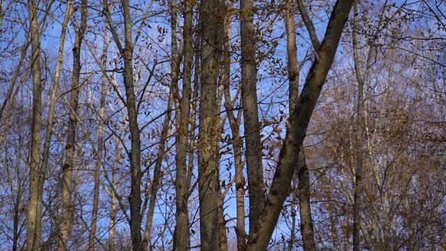 A look up at tops of bare trees with fallen leaves on the background of blue sky. Russian forest in autumn. No people. Camera move right. Outdoor.