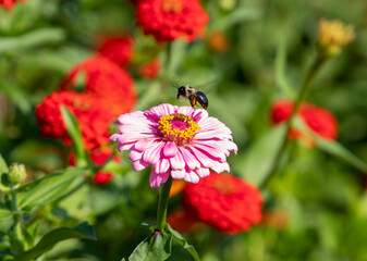Bee pollenating a blooming flower