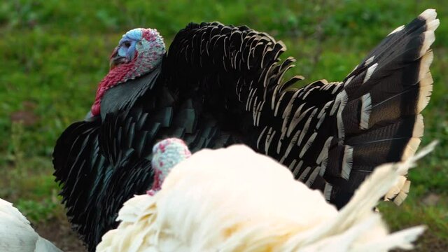 Close up view of black and white turkeys walk on the background of green grass in the village on a poultry farm in Russia. No people. Outdoor.
