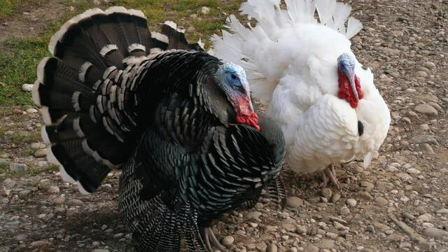 Two pompous turkeys with white and black feathers are slowly creeping along a stone country road in the village. Outdoor view. Wild animals.