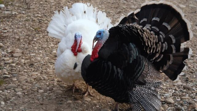 Large domestic turkey with black feathers and a blue head has aggressively spread its tail, protects the territory. Copy space. Poultry bird farm. Natural background. Outdoor. No people.