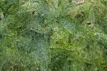 Fototapeta na wymiar green moss on the stone