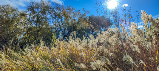 Fototapeta na wymiar Paysage de nature avec de grands plumeaux et arbres sur fond de ciel bleu et de soleil
