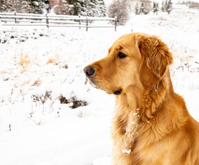 Gracie in the Snow