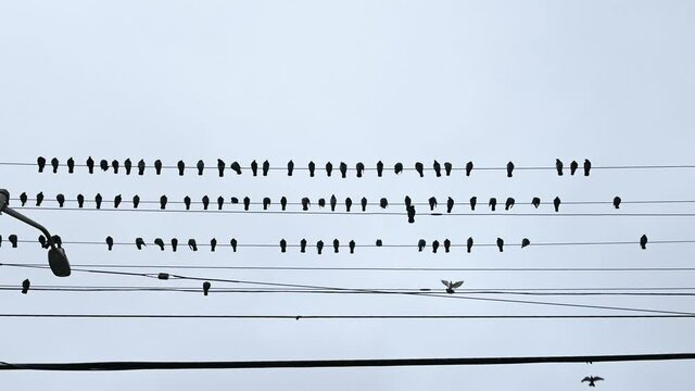 birds on the wire