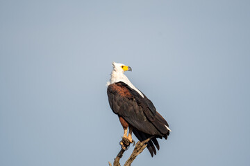 African Fish Eagle