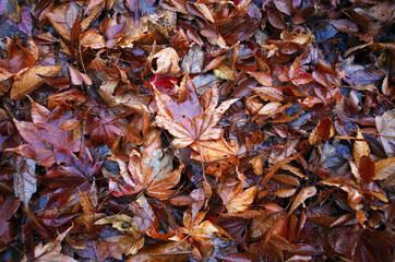 雨に濡れる枯れ葉