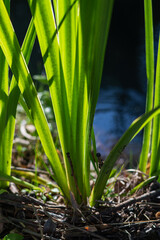 Obraz premium close up of a green grass
